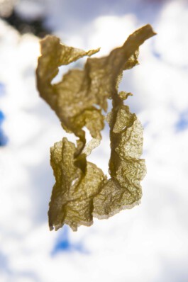 FORMS OF THE FORMLESS