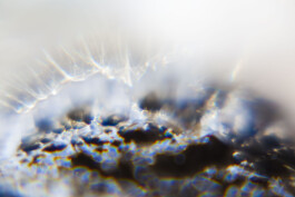 FORMS OF THE FORMLESS