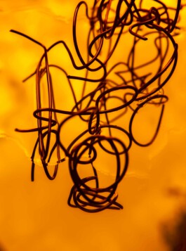 FORMS OF THE FORMLESS