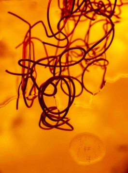 FORMS OF THE FORMLESS