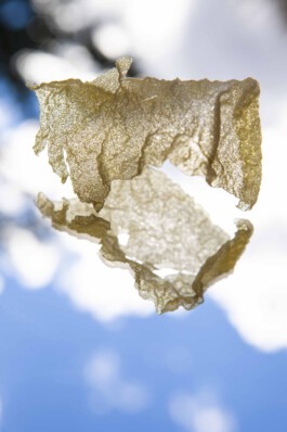 FORMS OF THE FORMLESS