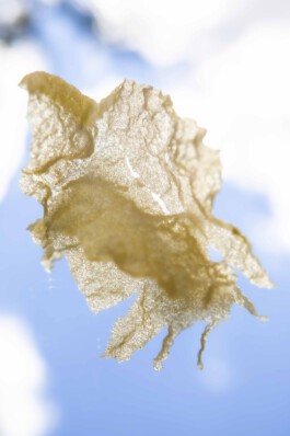 FORMS OF THE FORMLESS