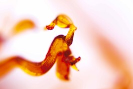 FORMS OF THE FORMLESS