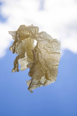 FORMS OF THE FORMLESS