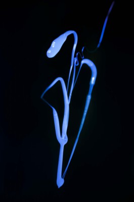 FORMS OF THE FORMLESS