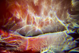 FORMS OF THE FORMLESS