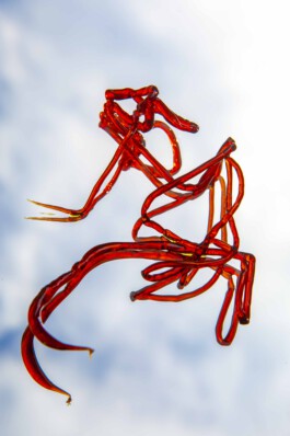 FORMS OF THE FORMLESS