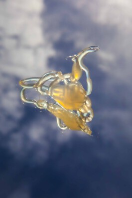 FORMS OF THE FORMLESS