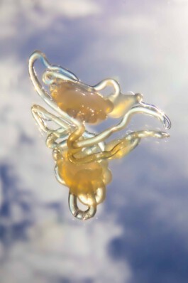 FORMS OF THE FORMLESS