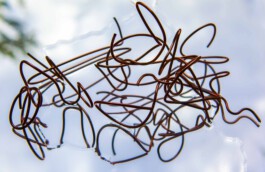 FORMS OF THE FORMLESS