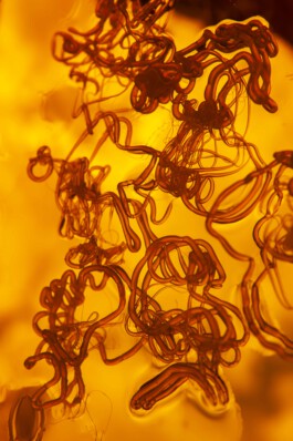 FORMS OF THE FORMLESS