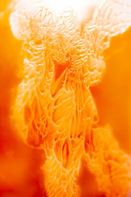 FORMS OF THE FORMLESS