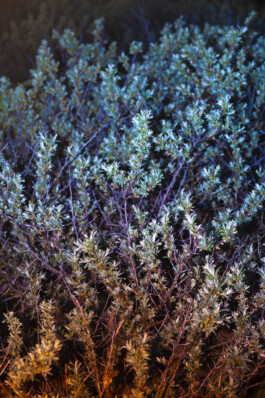 FORMS OF THE FORMLESS