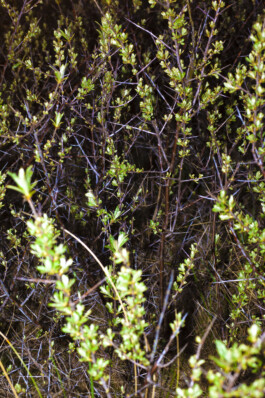 FORMS OF THE FORMLESS