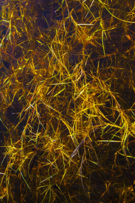 FORMS OF THE FORMLESS