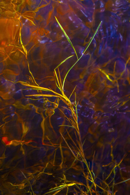 FORMS OF THE FORMLESS