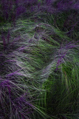 FORMS OF THE FORMLESS